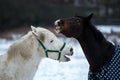 Two horses play together Royalty Free Stock Photo