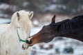 Two horses play together Royalty Free Stock Photo