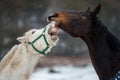 Two horses play together Royalty Free Stock Photo