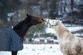 Two horses play together Royalty Free Stock Photo