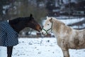 Two horses play together Royalty Free Stock Photo