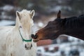 Two horses play together Royalty Free Stock Photo