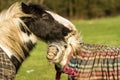 Two horses playing in coats Royalty Free Stock Photo
