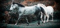 Two horses playing in a field Royalty Free Stock Photo