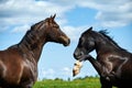 Two horses playing in the field Royalty Free Stock Photo