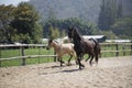 Two horses playing in stable in the afternoon