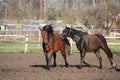 Two horses playing tag Royalty Free Stock Photo