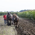 Two horses and plough in dutch field in the netherlands Royalty Free Stock Photo