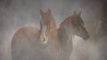 two horses Royalty Free Stock Photo