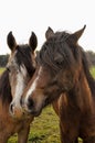 Two horses posing for the picture Royalty Free Stock Photo