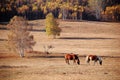 Two horses in autumn prairie Royalty Free Stock Photo