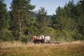 Two horses are pulling a cart along a dirt road among the trees. Rural life in the Beskid Hills in Poland Royalty Free Stock Photo