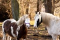 Two horses pulling funny faces, one with tongue out