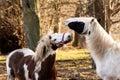 Two horses playing and pulling funny faces