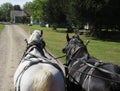 Two Horses Pulling Royalty Free Stock Photo