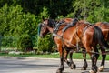 Two Horses Pulling Wagon Down Street Royalty Free Stock Photo