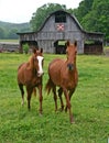 Two Horses & Quilt Barn