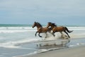 two horses racing each other on a broad, flat beach with waves crashing Royalty Free Stock Photo