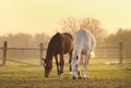 Two horses on ranch Royalty Free Stock Photo