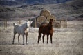 Two Horses on Ranch in Wyoming