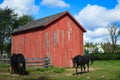 Two Horses by a Red Barn Shed