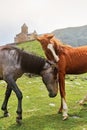 Two horses, red and gray, communicate, hug and itch in friendship against the background of green hills and mountains