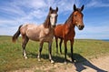Two horses red and skewbald. Royalty Free Stock Photo
