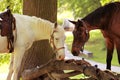 Two horses relaxing after a ride Royalty Free Stock Photo