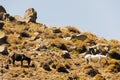 Two horses in the rocky hill in the island of Patmos, Greece