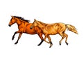 Two horses run gallop from a splash of watercolor, hand drawn sketch Royalty Free Stock Photo