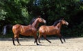 Two horses running along the forest road Royalty Free Stock Photo