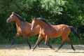 Two horses running along the forest road Royalty Free Stock Photo