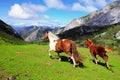 Two horses running free Royalty Free Stock Photo