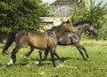 Two horses running near the white wooden fence