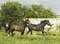 Two horses running near the white wooden fence Royalty Free Stock Photo