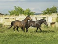 Two horses running near the white wooden fence Royalty Free Stock Photo