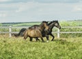 Two horses running near the white wooden fence Royalty Free Stock Photo