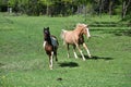 Two Horses Running Royalty Free Stock Photo