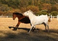 Two Horses Running Royalty Free Stock Photo