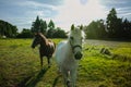 Two horses running in the paddock at sunset Royalty Free Stock Photo