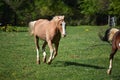 Two Horses Running Royalty Free Stock Photo