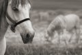 Two Horses In Sepia
