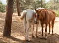 Two horses sharing a moment Royalty Free Stock Photo