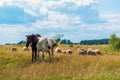 Two horses and sheep grazing on the meadow Royalty Free Stock Photo