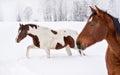 Two horses in a snow covered country, trees in background. Focus on white brown spotted on Royalty Free Stock Photo