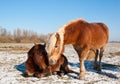 Two horses in a snowy landscape Royalty Free Stock Photo