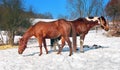Two horses on snowy meadow in winter Royalty Free Stock Photo