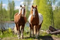 Two horses in spring in the field