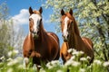 Two horses in spring in the field