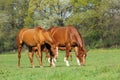 Two horses in spring pasture Royalty Free Stock Photo